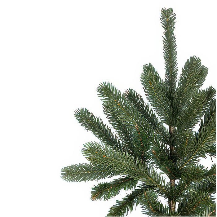 Grand Spruce Color Change Tree by St Nicks Tip
