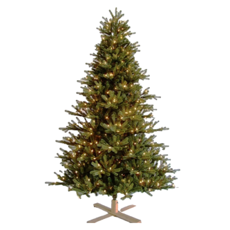 Carolina Fraser Fir Christmas Tree St Nicks™️