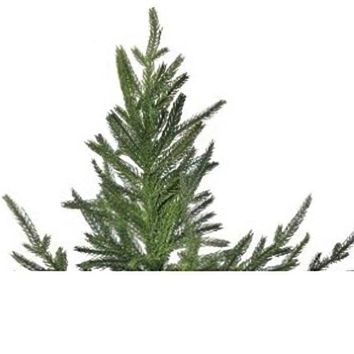 Norfolk Pine Potted Trees Tips Gigapixeljpg