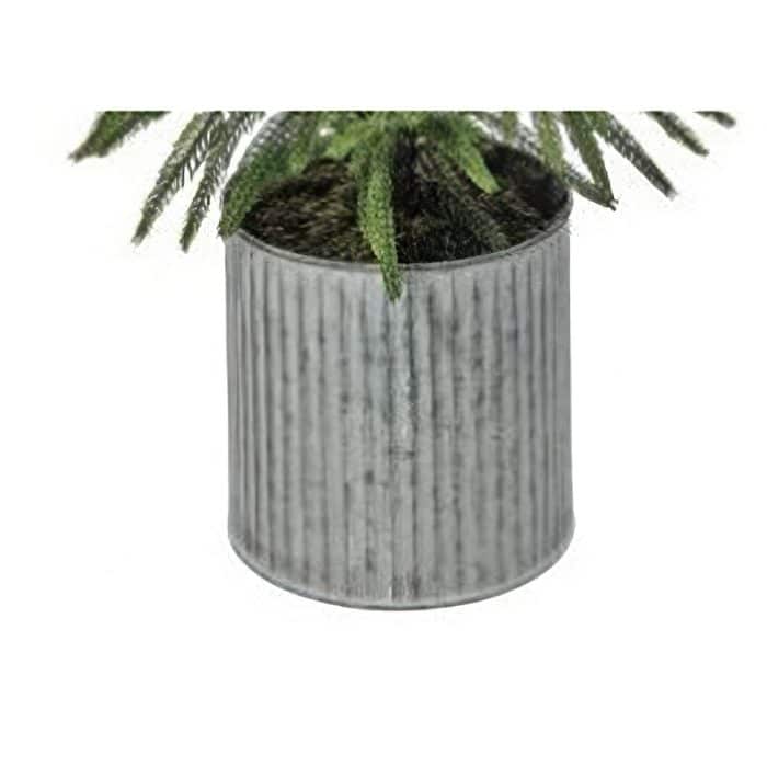 Norfolk Pine Potted Trees Pot Gigapixeljpg