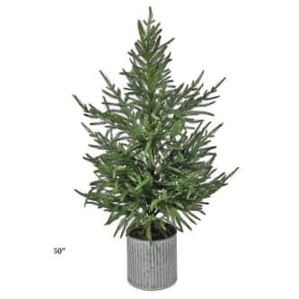 Norfolk Pine Potted Trees