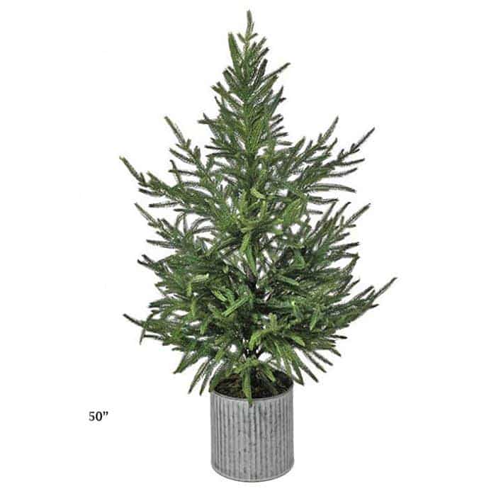 Norfolk Pine Potted Trees