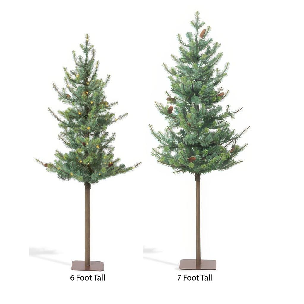 Blue Spruce Alpine Tree 6 or 7
