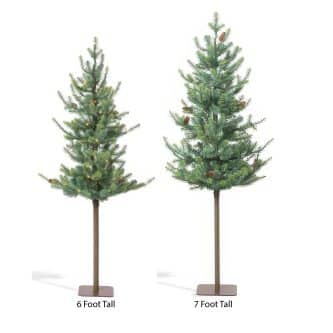 Blue Spruce Alpine Tree 6 Or 7