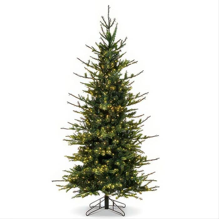 Slender Rocky Mountain Blue Spruce Twinkle